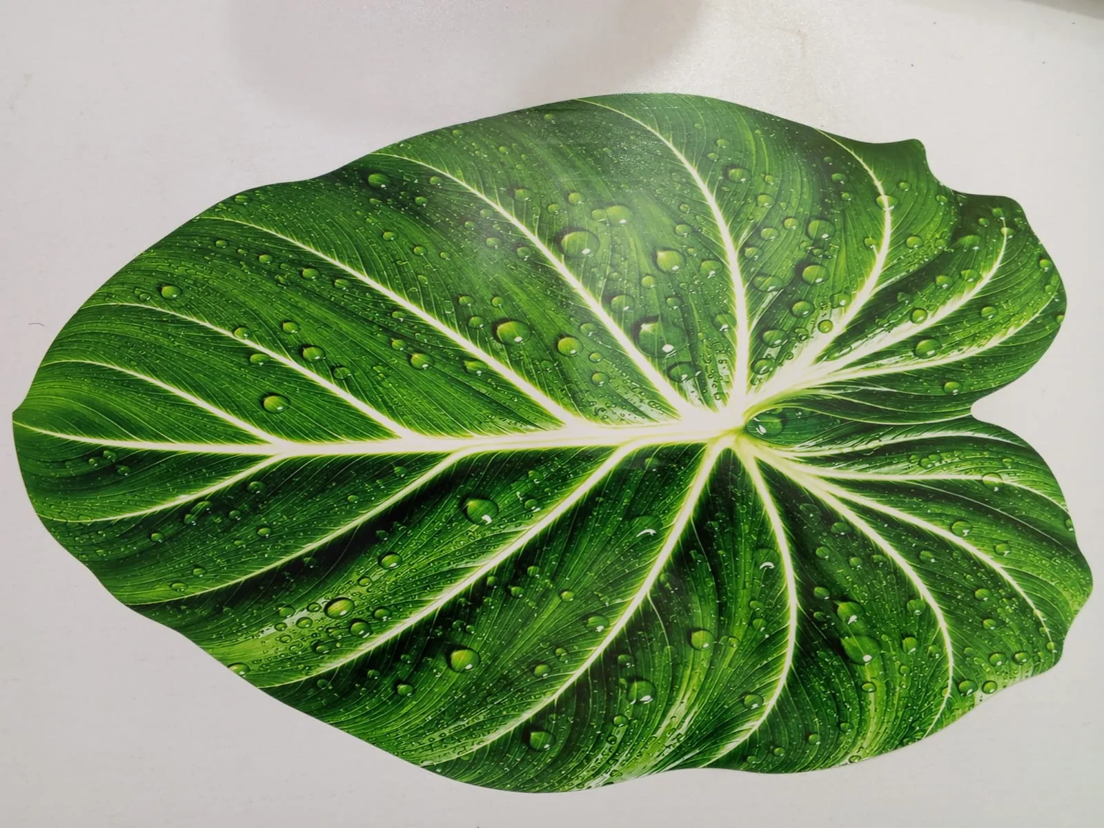 কচু পাতা দস্তরখানা | Dining Table Mat 6 Pcs 3